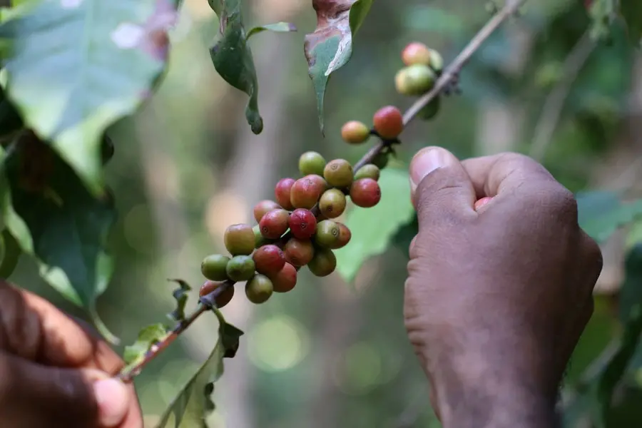 India’s coffee exports to cross $2 billion in FY26; Board projects record earnings