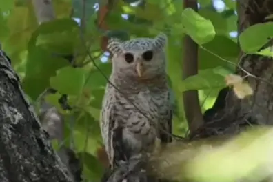 Rare ‘Ghost of the Forest’ owl spotted in Uttarakhand’s Corbett National Park