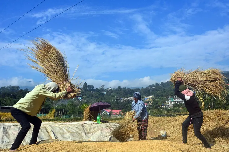 Digital farming in India: How farmer IDs and AI-powered tools are boosting agricultural efficiency