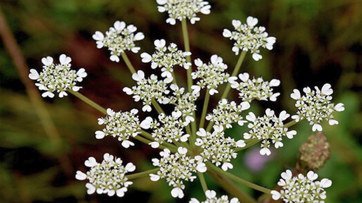 New plant species discovered in Western Ghats by researchers from Kerala