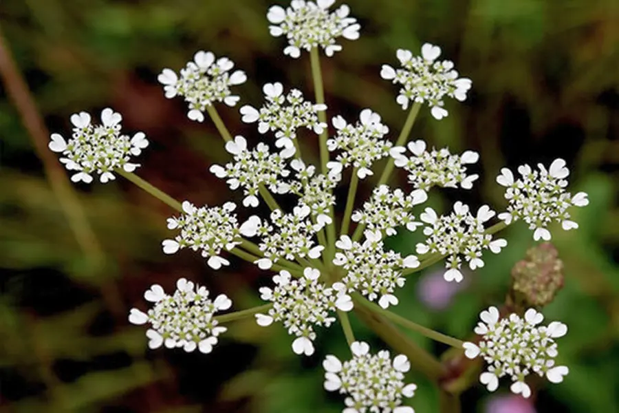 New plant species discovered in Western Ghats by researchers from Kerala