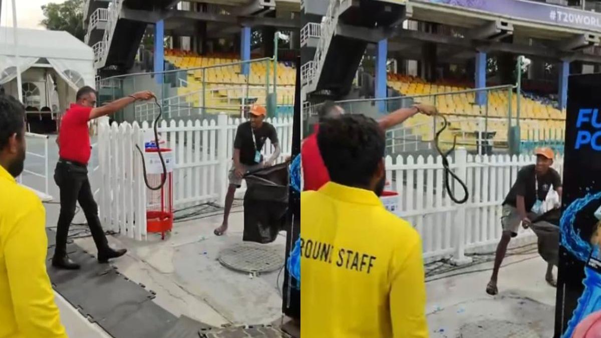 Swirling drama: Snake spotted in Pakistan dugout as team arrives for training