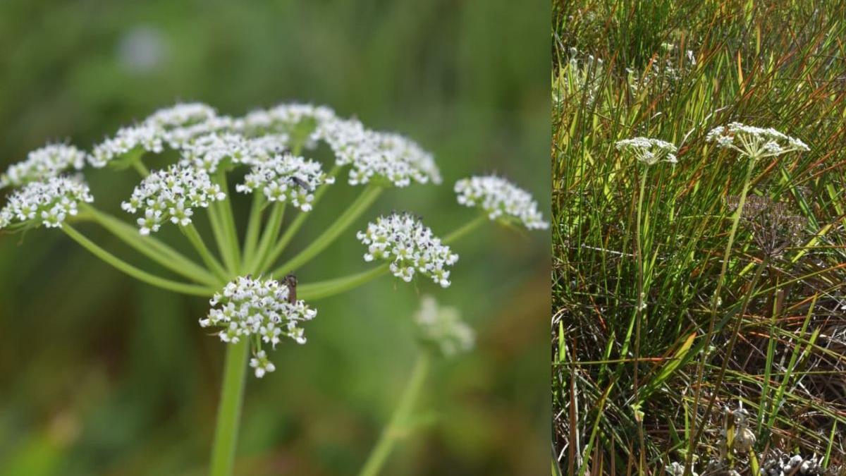 In the mist, a new discovery: How a Kozhikode team uncovered a new species in the Ghats