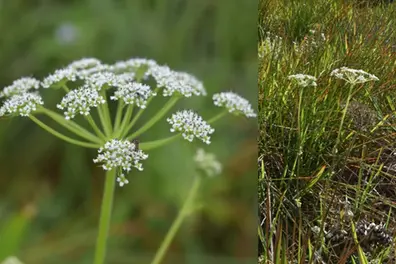 In the mist, a new discovery: How a Kozhikode team uncovered a new species in the Ghats