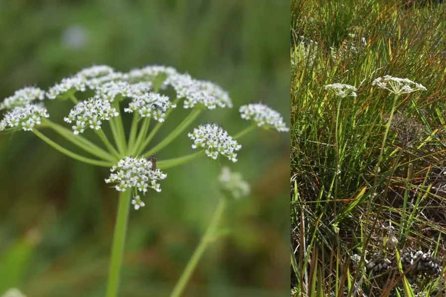 western-ghats-plant