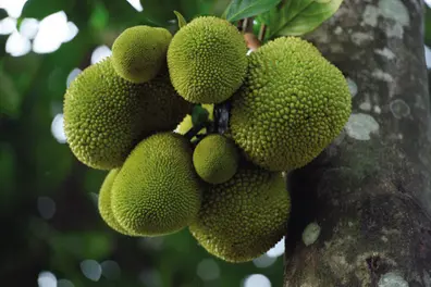 Kerala jackfruit flows north; local prices climb steeply