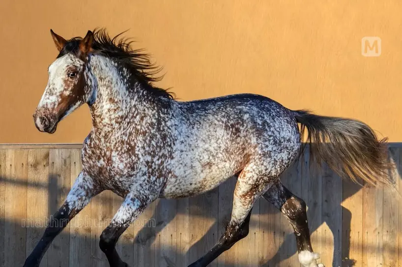 Appaloosa