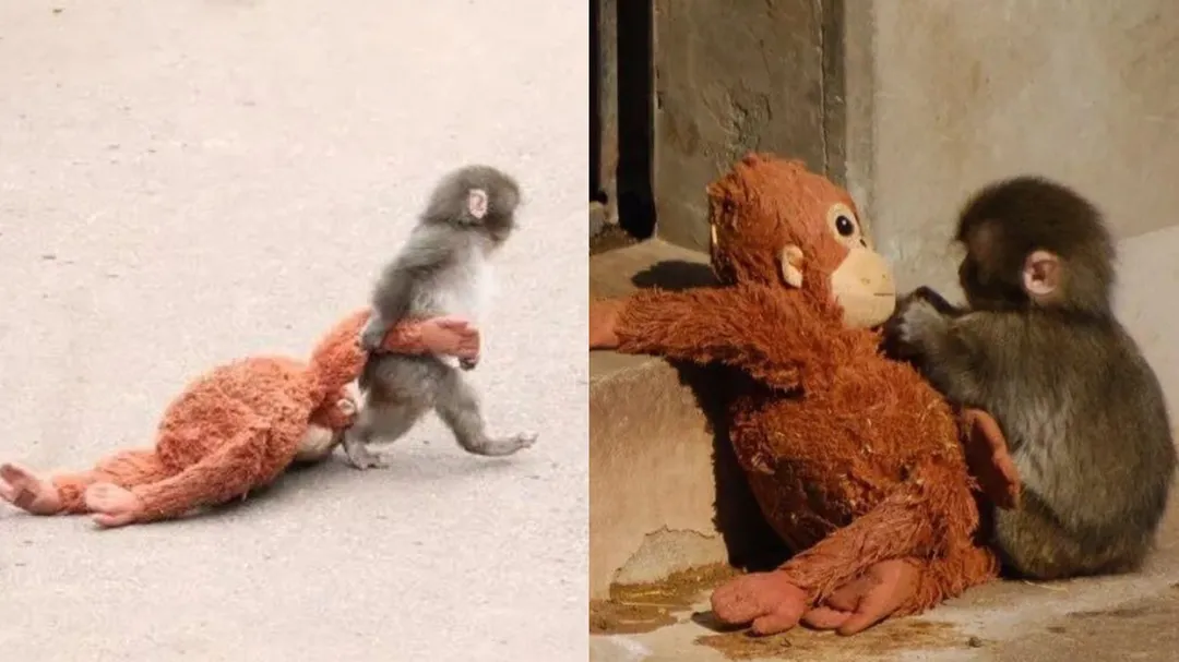 Who is Punch? The abandoned baby macaque seen hugging a stuffed toy