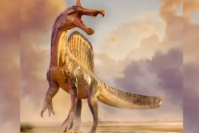 Meet Africa’s 'hell heron': Fossils of new giant Spinosaurus species unearthed in Niger