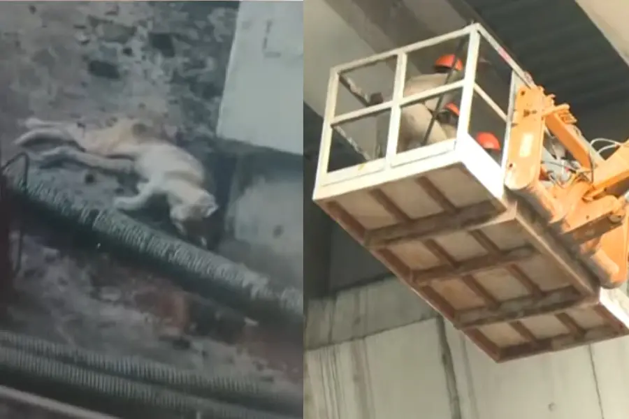 Cat stranded atop Kochi Metro pillar; rescue efforts begin after protest by animal lovers