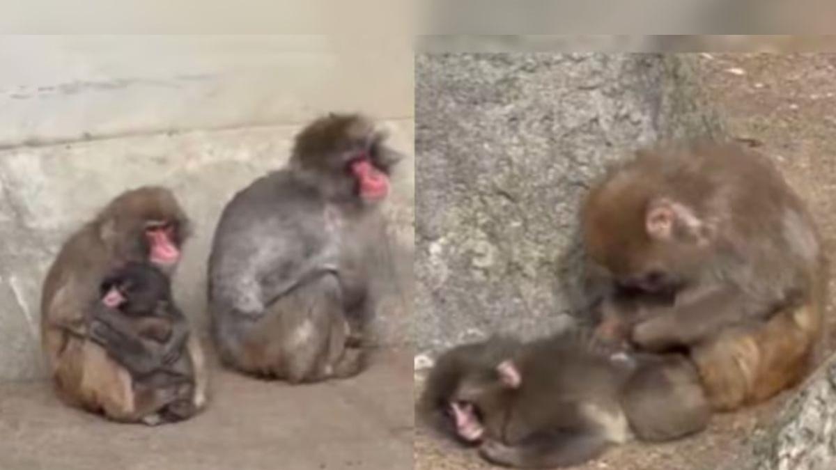 As the world rooted for him, baby monkey Punch finally embraced by his troop | WATCH