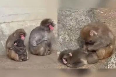 As the world rooted for him, baby monkey Punch finally embraced by his troop | WATCH