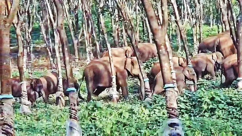 പാലപ്പിള്ളി തോട്ടത്തിൽ ഇറങ്ങിയ കാട്ടാനകൾ