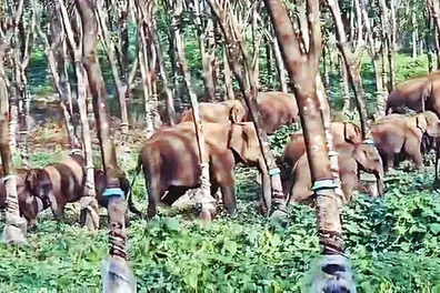 30-member elephant herd, including calves, enters Palakkad rubber estate; residents panic