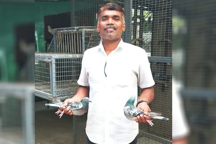 മുംബൈയിൽനിന്ന് പറന്നുയർന്നു;1,000 കിലോമീറ്റർ താണ്ടി മത്സരപ്രാവുകൾ തിരൂരിലെത്തി
