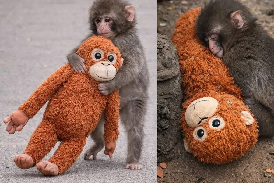 punch monkey
