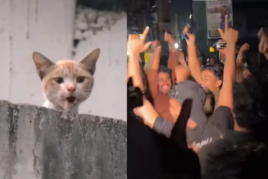 subash cat