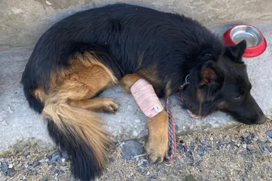 Tyson the Brave: How a German Shepherd’s grit saved lives in Operation Trashi-I
