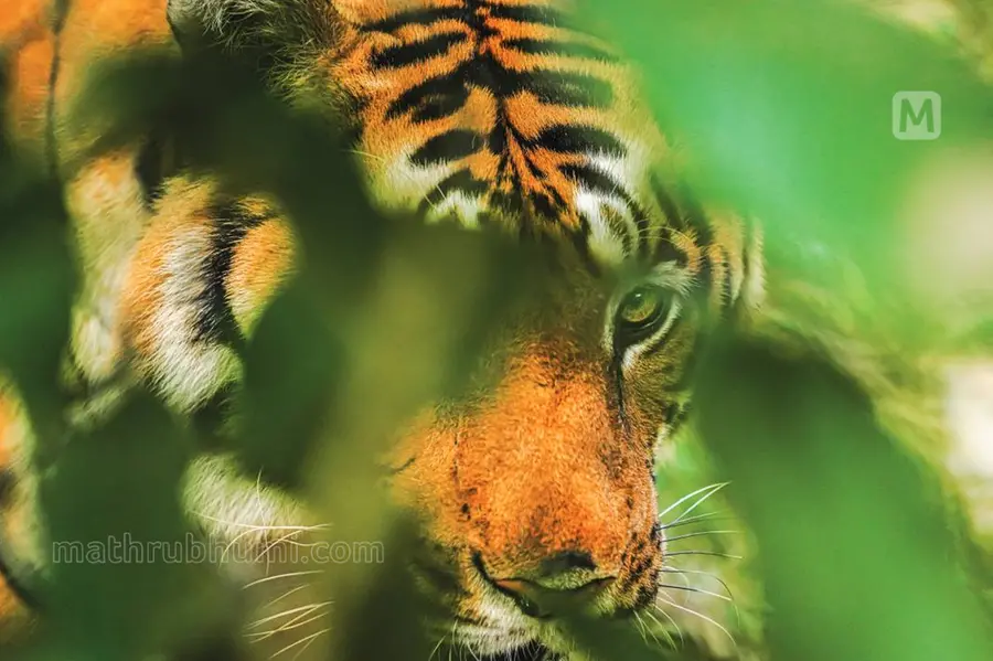 tiger census