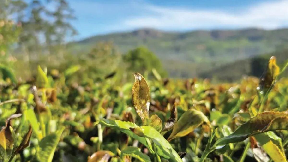 Assam Assembly Election 2026: How tea tribe's vote shapes...