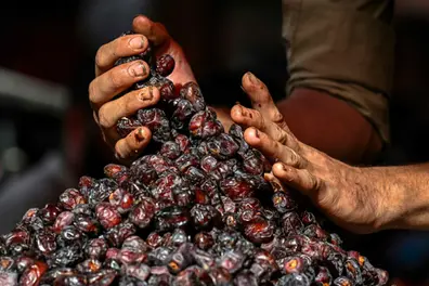 Why is this Date selling at ₹1,100 a kg? A look inside Kannur’s Ramadan fruit rush