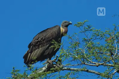 7 species; over 2,300 vultures: Madhya Pradesh emerges as stronghold for scavenger revival