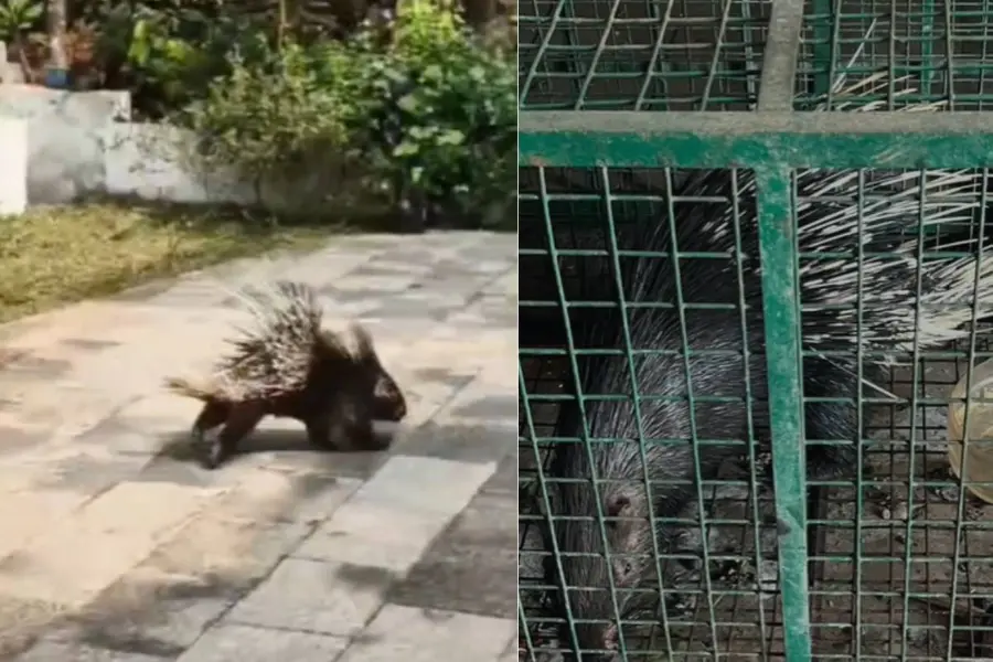 porcupine