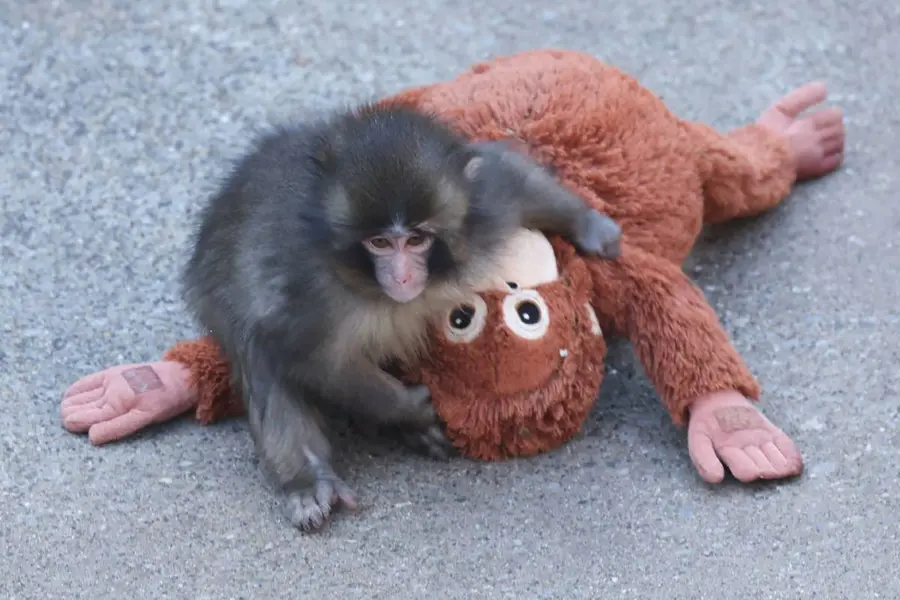 punch monkey