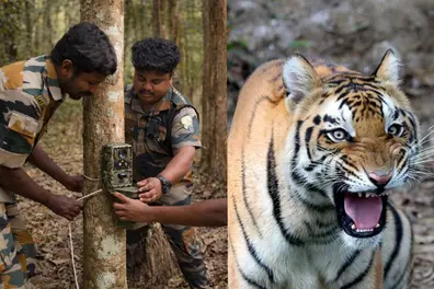 Tiger count under lens: 940 cameras track big cats in Periyar Reserve’s phase III census