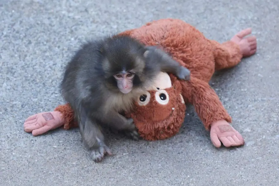viral monkey