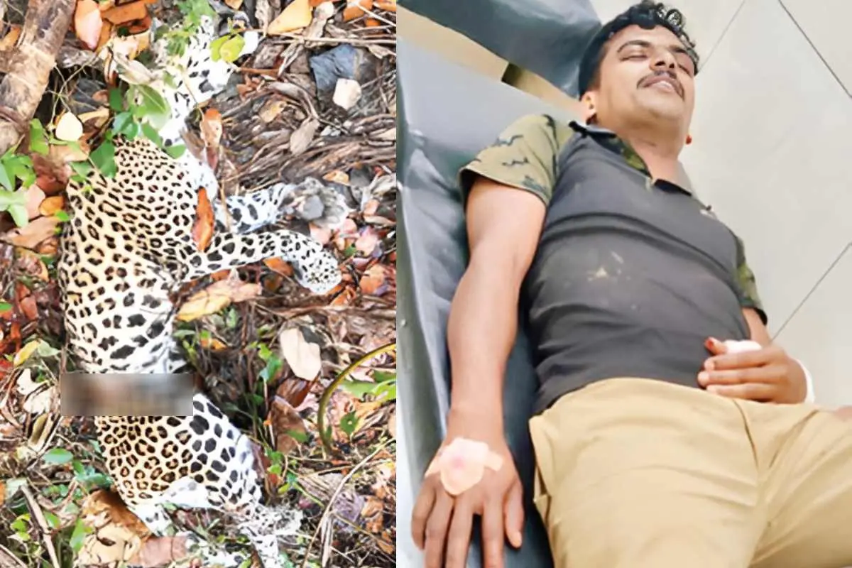 അയ്യന്‍കുന്ന് പാലത്തുംകടവില്‍ വനപാലകനെ ആക്രമിച്ച പുള്ളിപ്പുലിയെ വനപാലകസംഘം വെടിവെച്ച് കൊന്നപ്പോള്‍(ഇടത്ത്) പുള്ളിപ്പുലിയുടെ ആക്രമണത്തില്‍ പരിക്കേറ്റ ബിറ്റ് ഫോറസ്റ്റ് ഓഫീസര്‍ കെ.രാഹുല്‍(വലത്ത്)