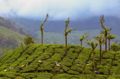 Scorching summer, rising UV levels make life tough for plantation workers in Kerala hills