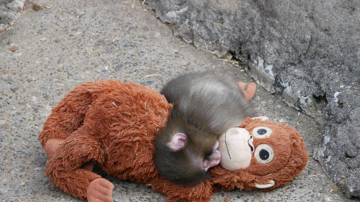 Baby Punch moves from heartbreak to hope as Japan zoo story...