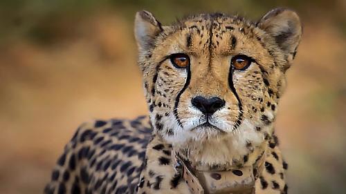 South African cheetah Gamini delivers fourth cub at Kuno,...