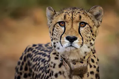 South African cheetah Gamini delivers fourth cub at Kuno, India’s tally rises to 39