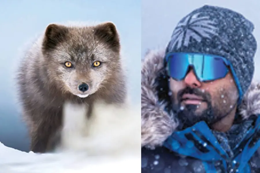 Blue Morph Arctic fox