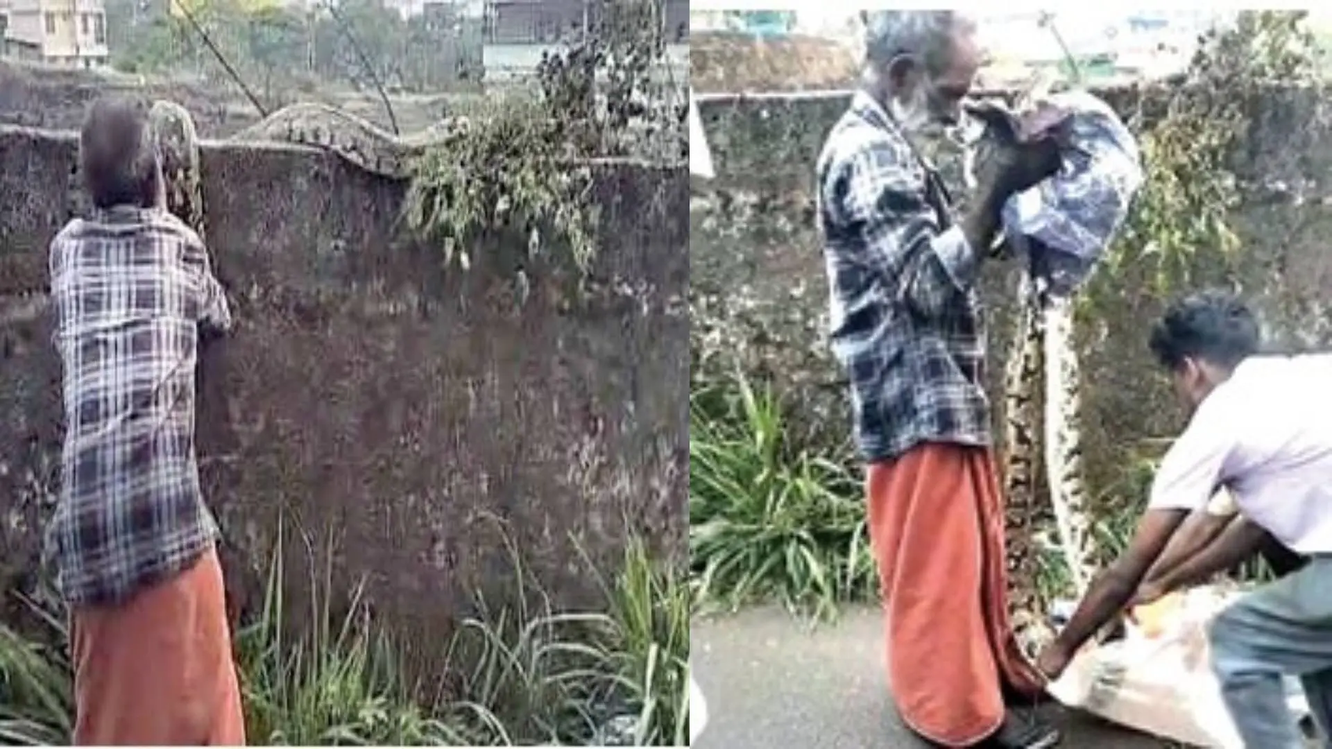 വികാസവാണിയില് മതിലിന് മുകളിലൂടെ ഇഴഞ്ഞുനീങ്ങിയ മലമ്പാമ്പിനെ വാലില് പിടിച്ചു താഴെയിറക്കാന് ശ്രമിക്കുന്ന വയോധികന്, മലമ്പാമ്പിനെ ചാക്കിലാക്കുന്നു.
