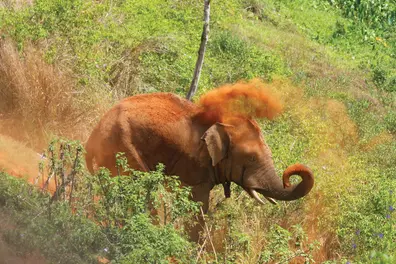 Operation Gajamukti: Elephant guided from Aralam farm to sanctuary in Kerala drive