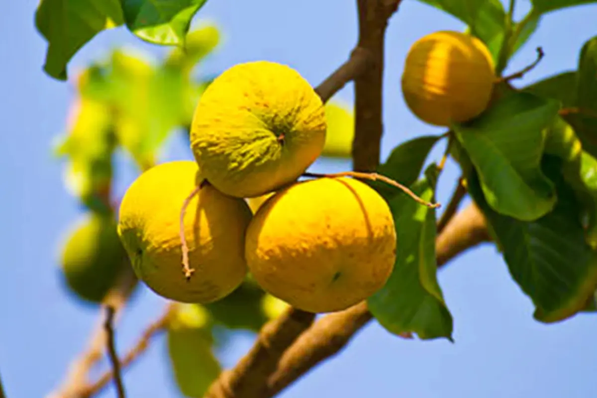 സ്വീറ്റ് സാൻറ്റോൾ | Photo: veliyathgarden.com/products/sweet-santol-sandoricum-koetjape