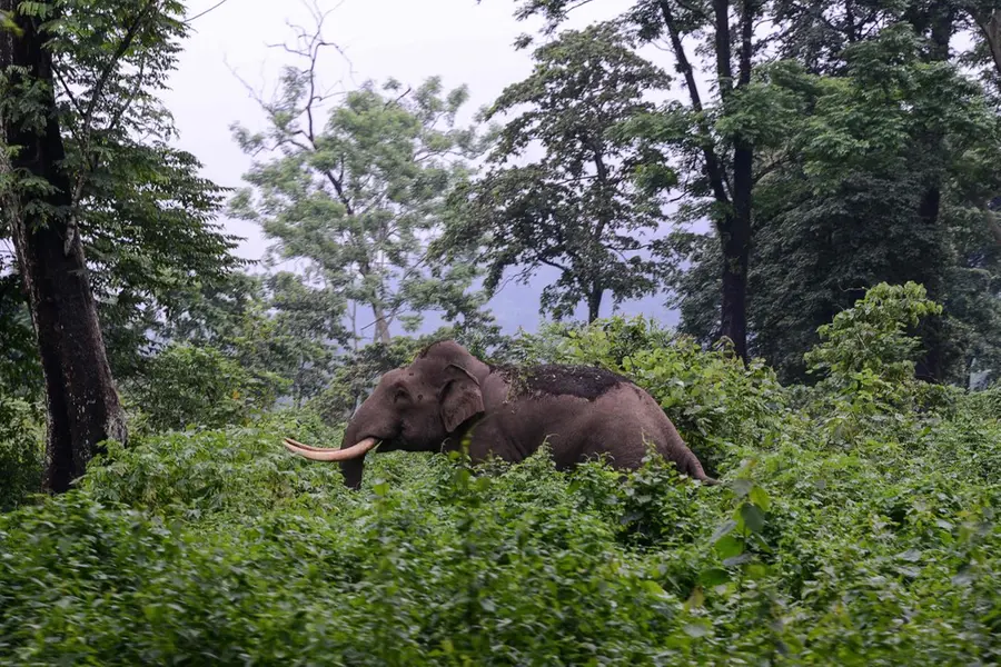 വന്യജീവിശല്യം; മൃഗങ്ങൾക്ക് ഭക്ഷണം വനത്തിനുള്ളിൽ ഉറപ്പാക്കും, മരം നടാൻ 409 കോടി വായ്പയെടുക്കാൻ കേരളം