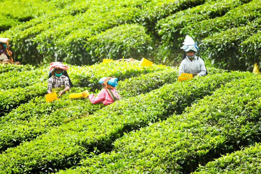 plantation workers