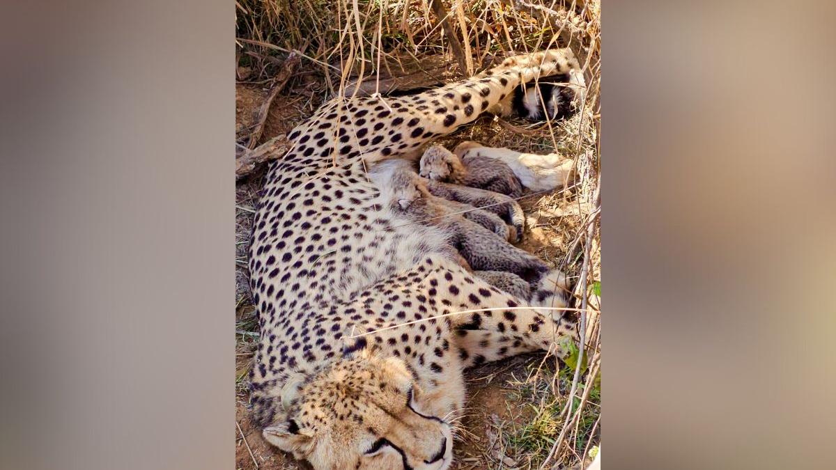 Namibian cheetah Jwala welcomes 5 cubs at Kuno National Park; India’s cheetah count hits 53 | WATCH