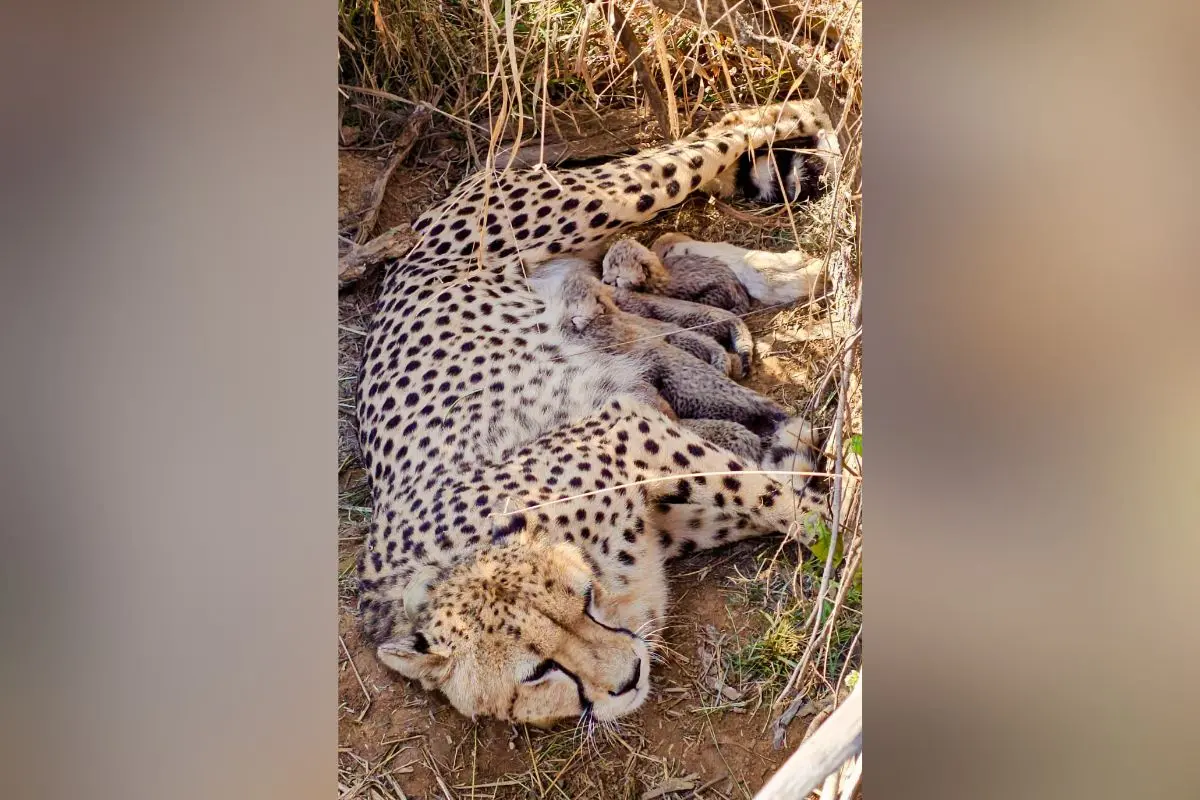 A Namibian cheetah gives birth to five cubs, becomes a third-time mother at Kuno National Park, in Gwalior on Monday (Photo: ANI)
