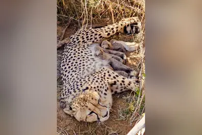 Namibian cheetah Jwala welcomes 5 cubs at Kuno National Park; India’s cheetah count hits 53 | WATCH