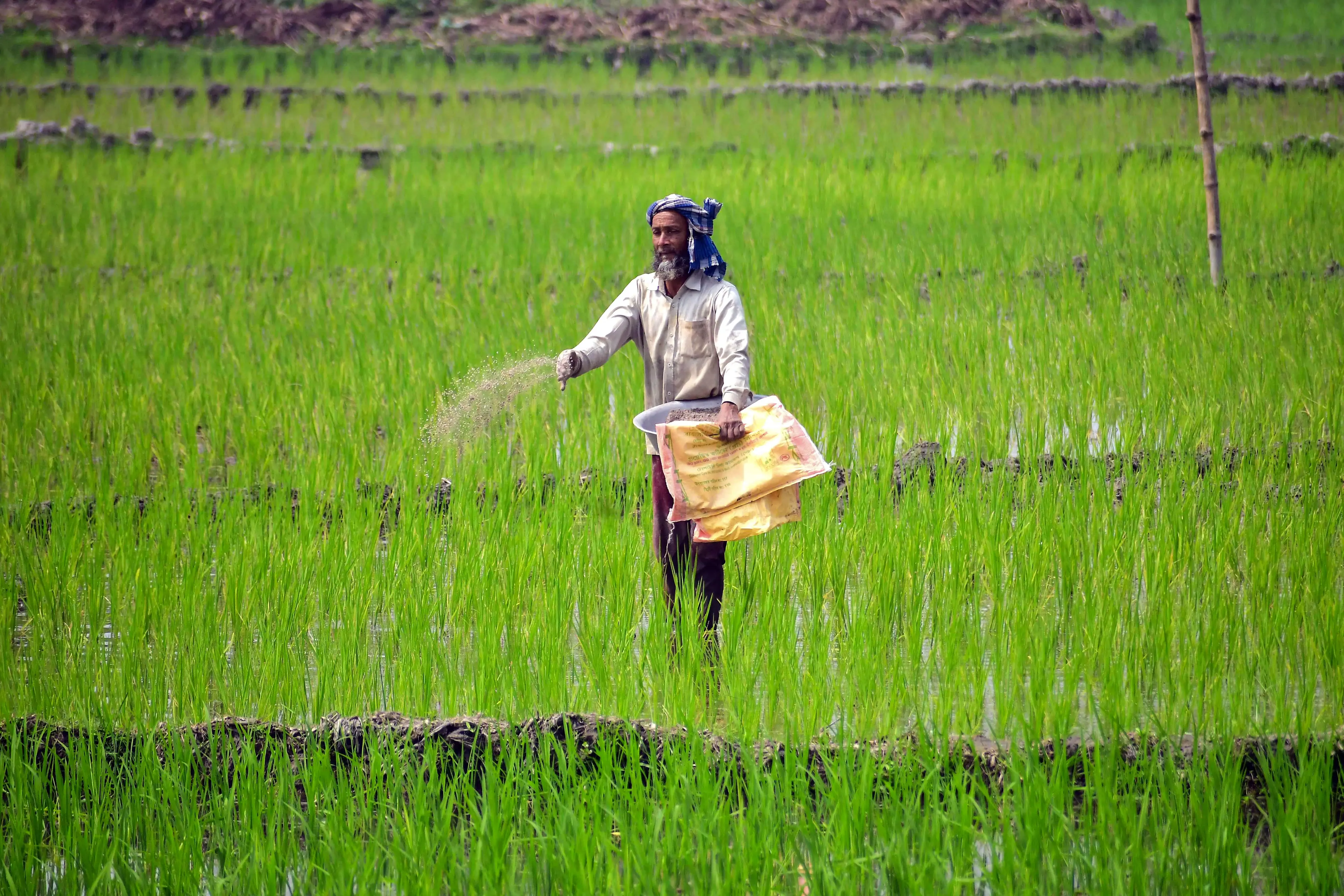 A farmer sprinkles fertiliser on a paddy field in the Nagaon district, Assam | ANI