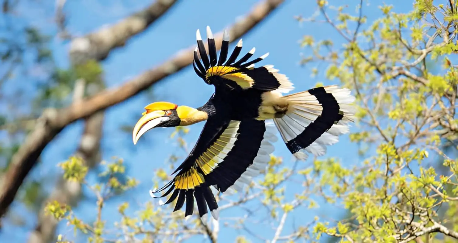 Great Pied Hornbill | Photo: Mathrubhumi