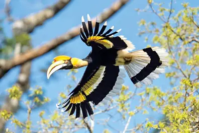 Vazhachal fauna census: 26 new species documented in Western Ghats