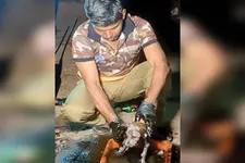 ടാറിൽ കുടുങ്ങി അനങ്ങാൻപോലും കഴിയാതെ ഏഴ് നായക്കുട്ടികൾ; രക്ഷിച്ച് ടിഡിആർഎഫ് പ്രവർത്തകർ