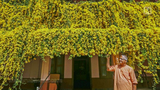 Kerala’s new yellow bloom craze comes with an ecological warning; Know what it is