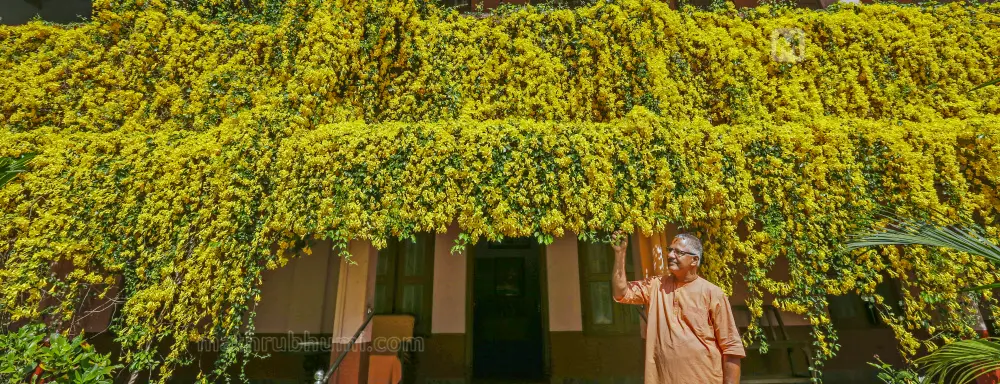 Cat's claw in full bloom at Swami Sadbhavananda office at Puranattukara ( File photo) | Mathrubhumi